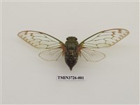 藏品(台灣騷蟬)的圖片